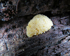 Didymium mucilago