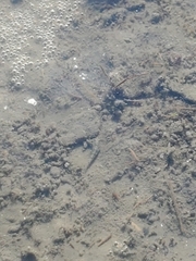 Cyprinodon variegatus