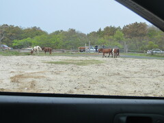 Equus caballus