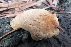 Didymium mucilago