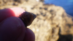 Pagurus bernhardus