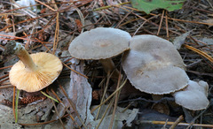 Lactarius hibbardiae
