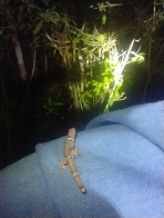 Sphaerodactylus glaucus