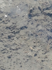 Cyprinodon variegatus