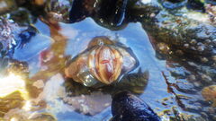 Pagurus bernhardus