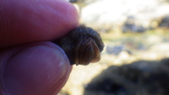Pagurus bernhardus