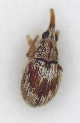 Apioninae