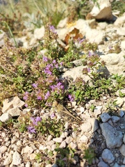 Thymus bashkiriensis