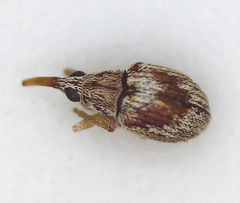 Apioninae