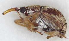 Apioninae