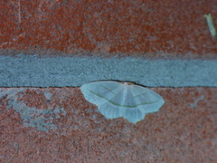 Campaea perlata