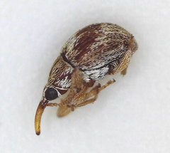 Apioninae