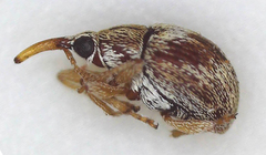 Apioninae