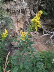 Solidago lepida