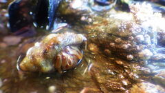 Pagurus bernhardus