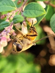 Eristalis tenax