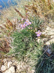 Galatella angustissima