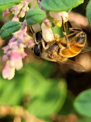 Eristalis tenax