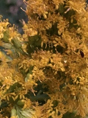 Solidago lepida