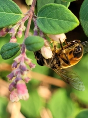Eristalis tenax