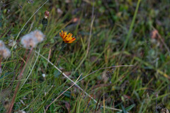 Crepis aurea
