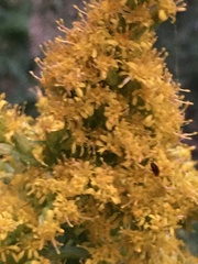 Solidago lepida