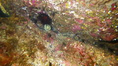 Palaemon serratus