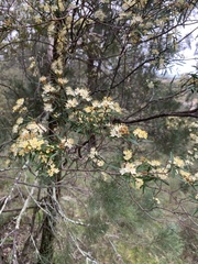 Phebalium squamulosum