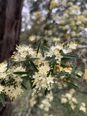 Phebalium squamulosum
