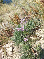 Galatella angustissima