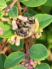 Bombus pascuorum