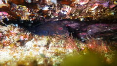 Parablennius pilicornis