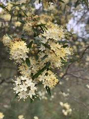 Phebalium squamulosum
