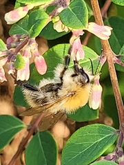 Bombus pascuorum
