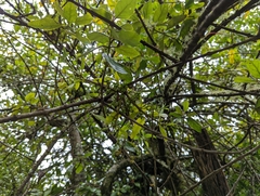 Loranthus kaoi