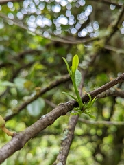Loranthus kaoi