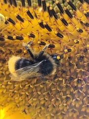 Bombus lapidarius