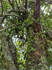 Loranthus kaoi