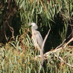 Egretta novaehollandiae