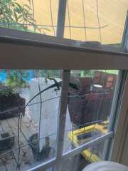 Anolis carolinensis