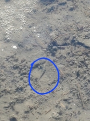 Cyprinodon variegatus