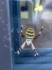 Argiope bruennichi