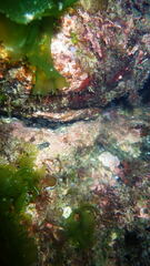 Parablennius pilicornis