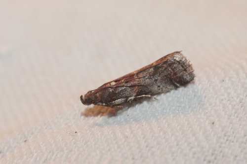 Acrobasis suavella