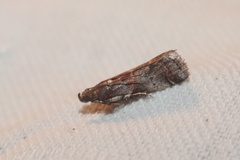 Acrobasis advenella