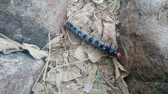 Arsenura polyodonta