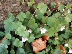 Cymbalaria muralis
