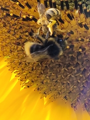 Bombus lapidarius