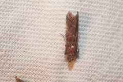 Acrobasis advenella