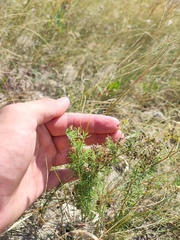 Galium verum